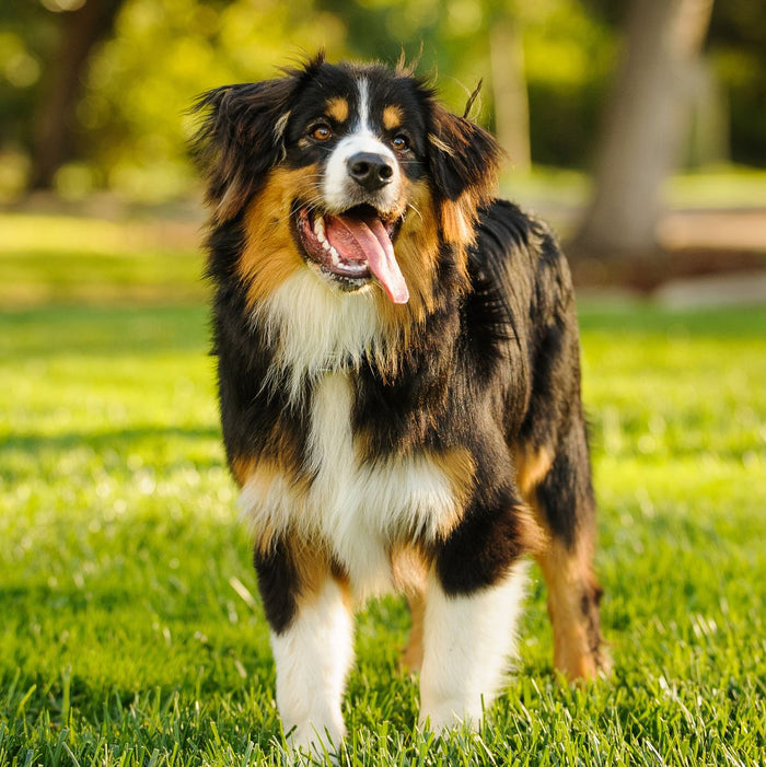 Pet Health on Your Fingertips: Vet-Backed Advice Made Simple