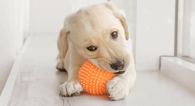 A Guide to Choosing the Right Chew Toys for Your Dog