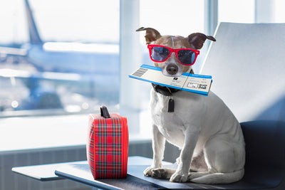 Flying with Pets: A Complete Guide for Stress-Free Travel