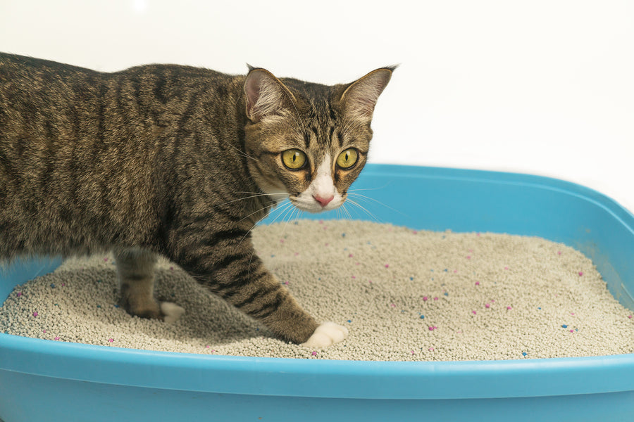 The Right Cat Litter for Your Cat