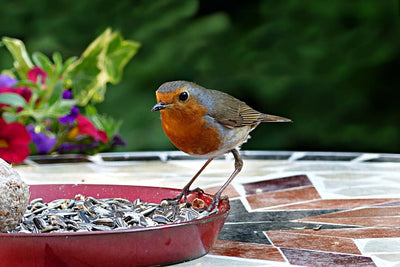 Best Bird Food for Parrots, Canaries & Finches: A Comprehensive Guide
