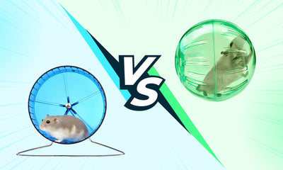 Hamster Ball Vs Wheel for Hamsters: A Comparison