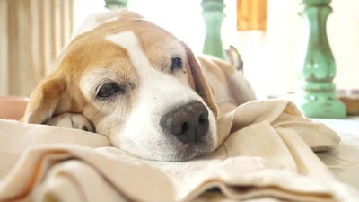 Promoting Optimal Sleep for Your Dog: Understanding and Solutions