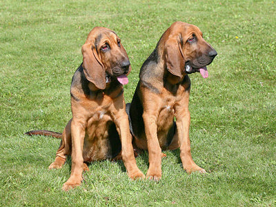 Bloodhound Price in India: The Complete Pet Parent Cost Guide