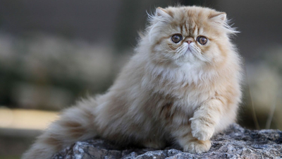 A fluffy ginger Persian cat with long fur and large copper eyes perched on a rock outdoors, featured for a comprehensive Persian cat breed guide on traits, personality, and care.