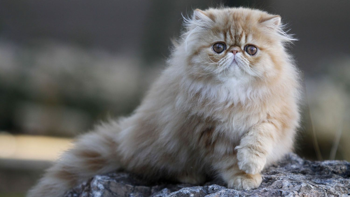 A fluffy ginger Persian cat with long fur and large copper eyes perched on a rock outdoors, featured for a comprehensive Persian cat breed guide on traits, personality, and care.