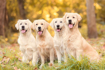 Two Golden Retrievers sitting outdoors on a grassy path