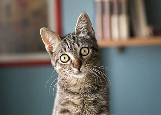 Inside the Feline Mind: Understanding Cat Psychology