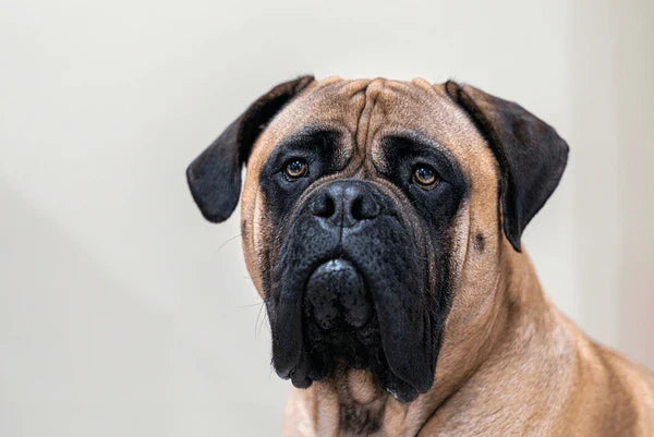 Bullmastiff Price in India: Complete Guide for Pet Parents