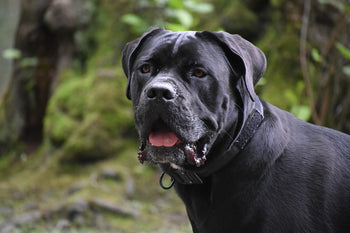 A black cane corso dog