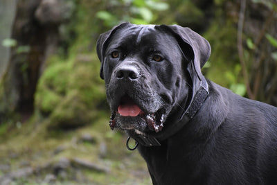 Cane Corso Dog Price in India: Guide for Real-World Pet Parents
