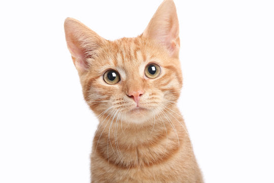 Skin Care for Pets