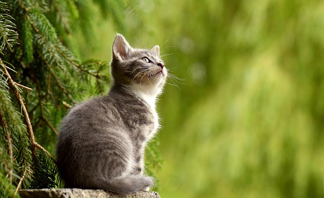 What Your Pet’s Favorite Toy Says About Them