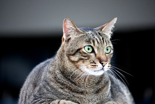 Dealing with an Overweight Cat: Tips for a Healthier Feline