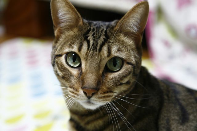 Tick & Flea Prevention