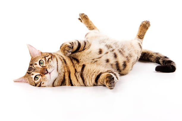 Crafting the Purr-fect Routine for Your Cat