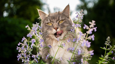 Is Catnip a Miracle Herb? Learn Its Effects and How to Use It Safely