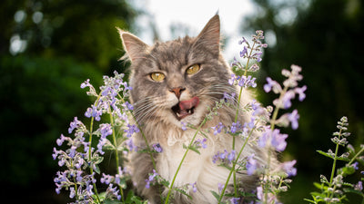 All About Catnip: A Guide to This Feline Favourite