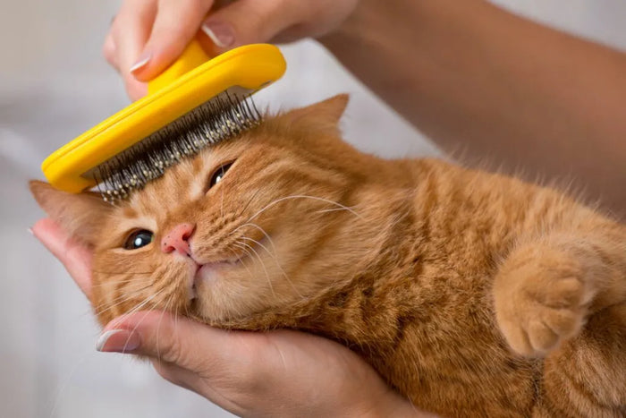 Why Professional Grooming Matters for Your Cat