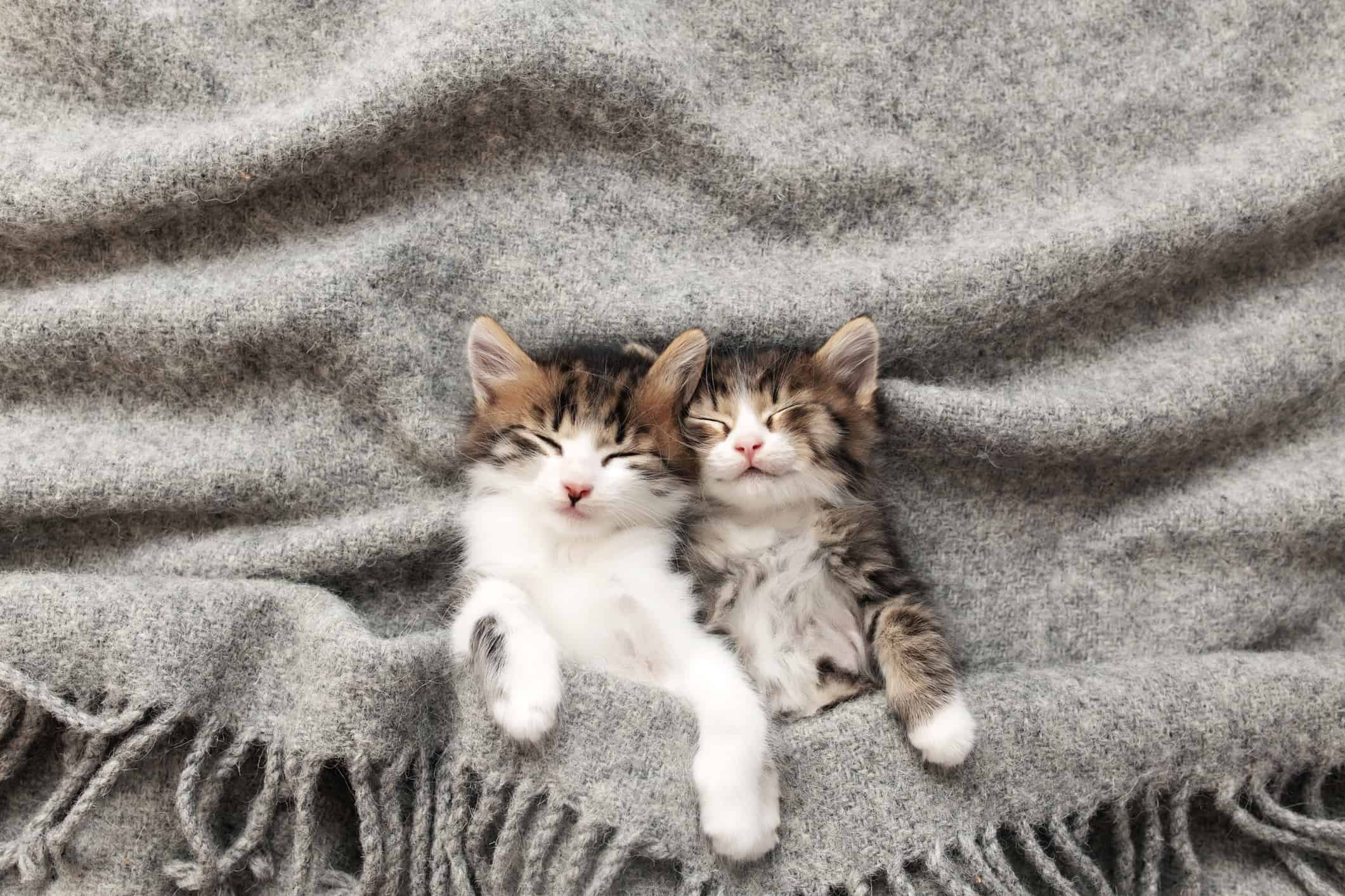 Cat Nap Testing What You Need to Know About Cat Napping | Supertails
