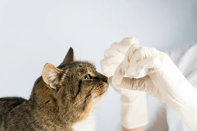 Cat Deworming 101: Say Goodbye to Worms With This Cat Deworming Guide