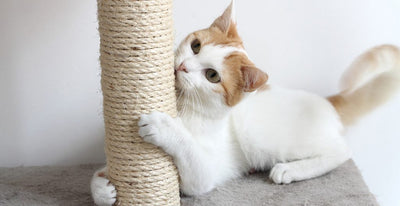 From Claws to Comfort: Managing Your Cat's Scratching Habits