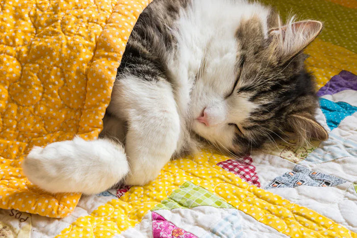 cat sleeping under the blanket