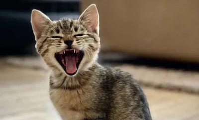 Cat Sneezing 101: What’s Normal & What Requires a Vet Visit