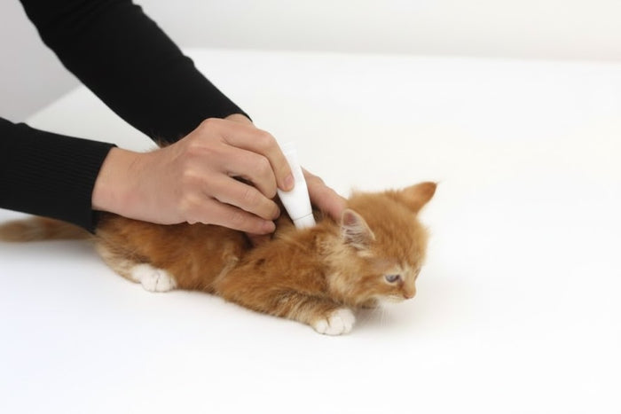treating cat spot on 