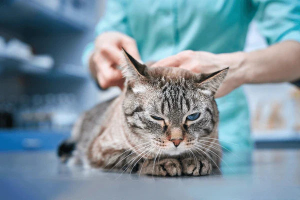 Decoding Cat Vaccination Cost In India: Why is it Necessary?