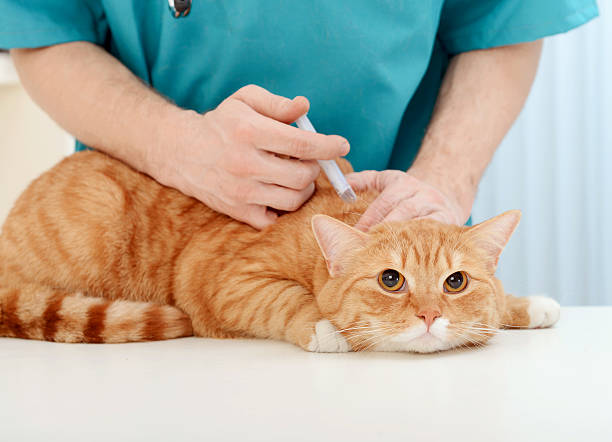 Cat Vaccination Prices in India: Keeping Your Furry Friend Safe