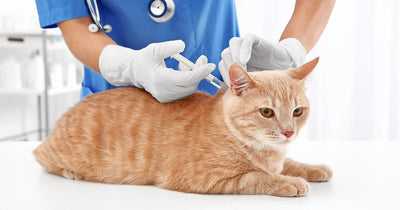 Cat Vaccination 101: How to Keep Your Cat Healthy for Life