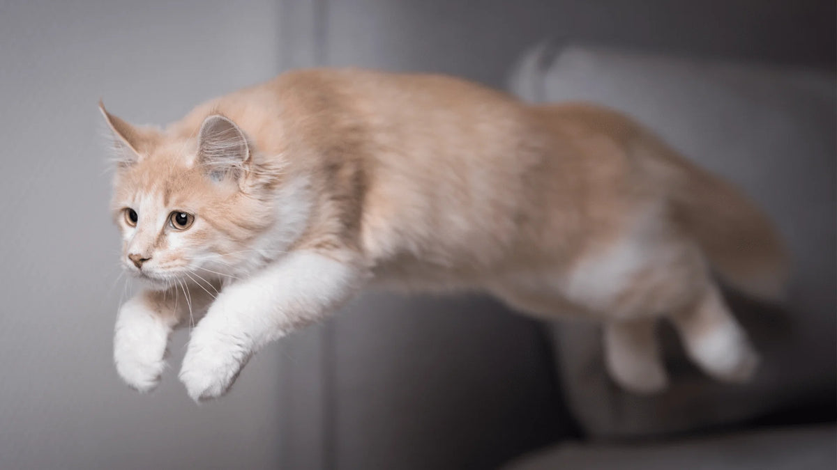 Channel Your Cat’s Energy: Play & Protein Treats for a Happier, Balanced Kitty