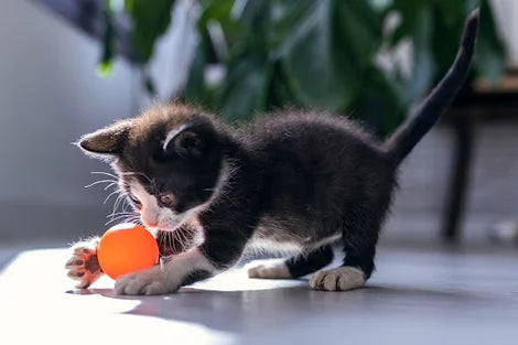 How to Restore Your Cat’s Energy & Bring Back Playtime Fun 🐾