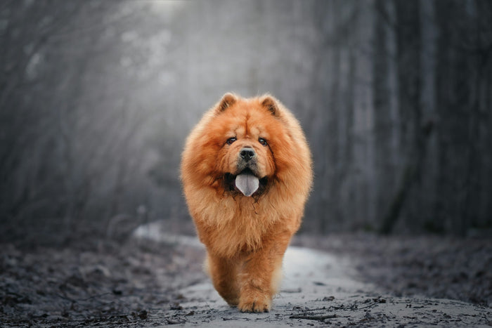 chow chow dog price india