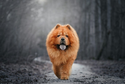 Chow Chow Dog Price in India: Complete Guide to Cost, Factors & Buying Tips