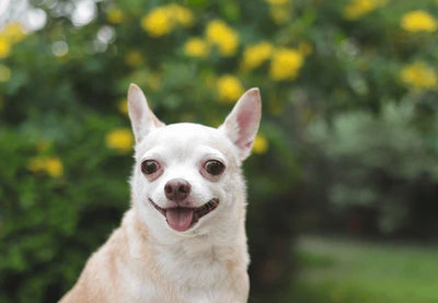 Chihuahua Dog Price: What to Know Before Bringing One Home