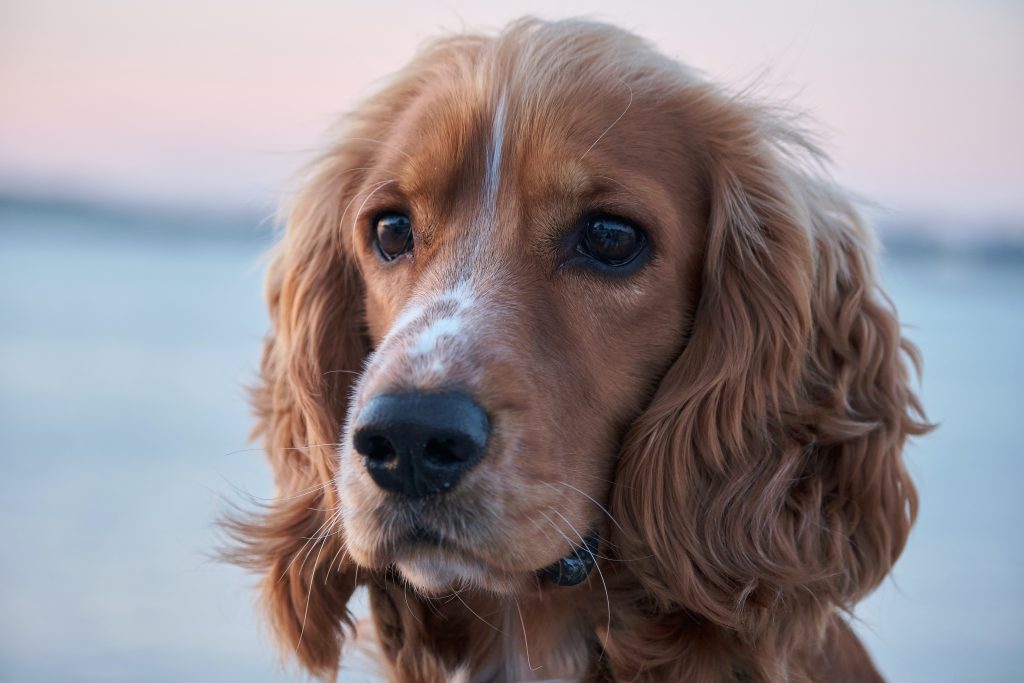 A beautiful close-up headshot of a golden Cocker Spaniel dog with long wavy ears, featured for a comprehensive guide on Cocker Spaniel price in India.