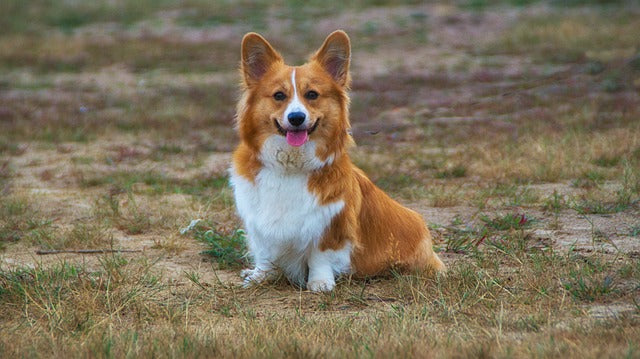 Corgi dog sitting on the ground