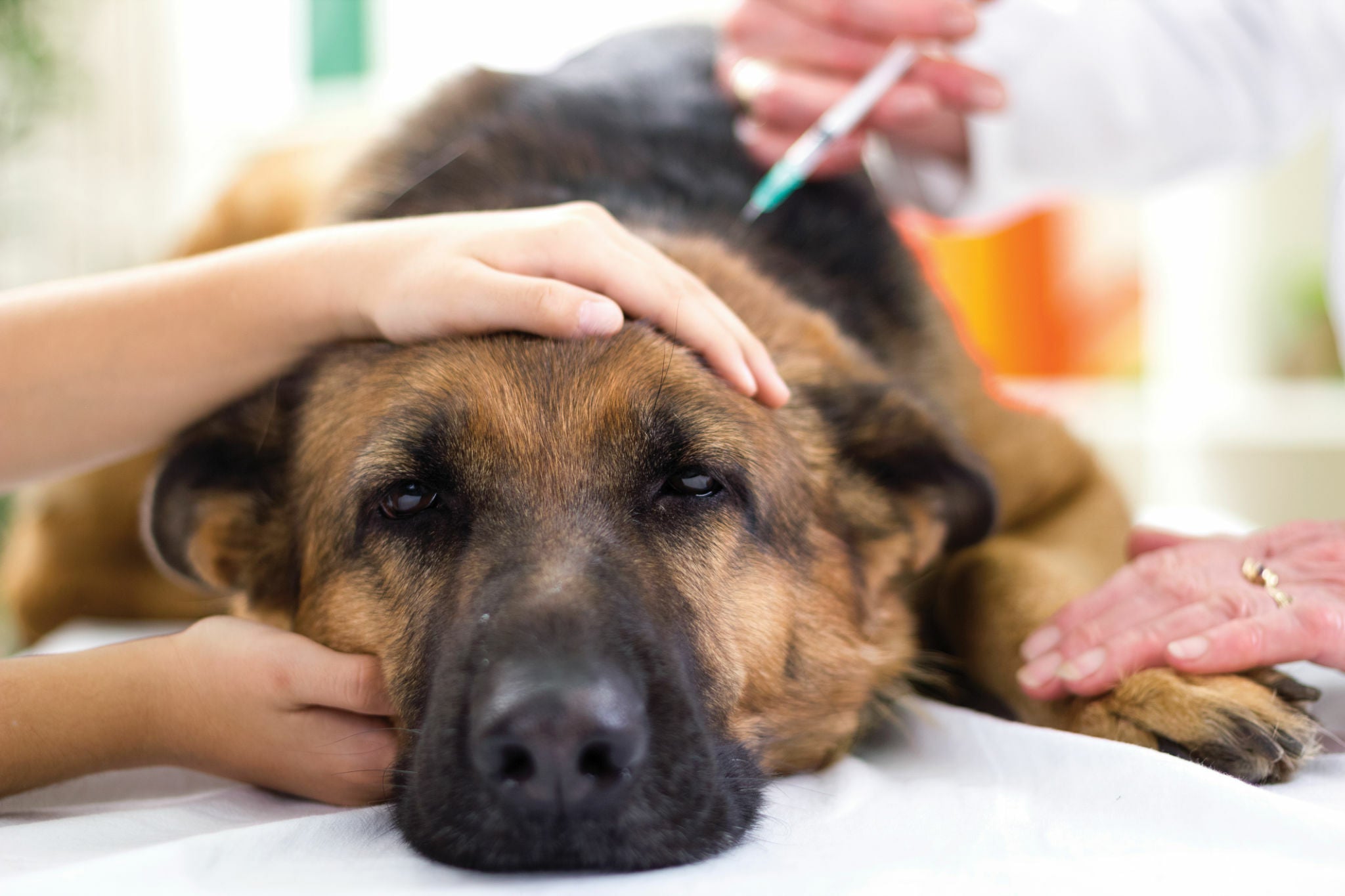 Kidney Problems in Dogs