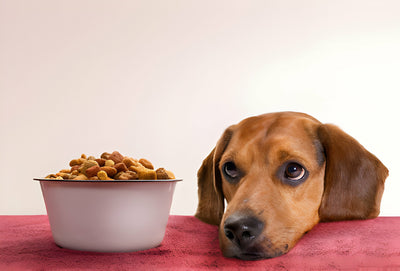 Difference Between Cooked Kibble and Oven Baked Kibble