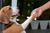 A Beagle shaking hands with its Pet Parent