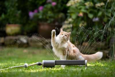 Exploring the Curious Reasons Why Do Cats Hate Water?