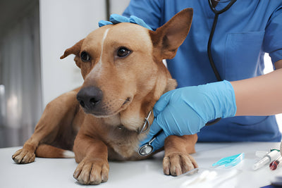 The 7 in 1 Vaccine: Your Dog's Guardian Against Diseases