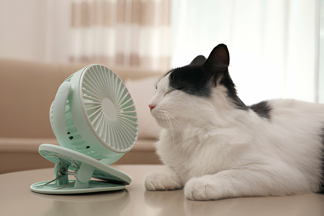 A Cat indoors sitting in front of a portable fan 