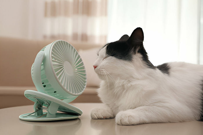 A Cat indoors sitting in front of a portable fan 