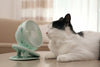 A Cat indoors sitting in front of a portable fan 