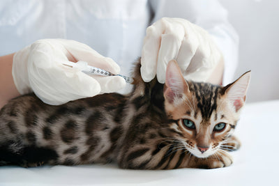 The Purr-fect Guide to Cat Vaccinations: Safeguarding Cat Health