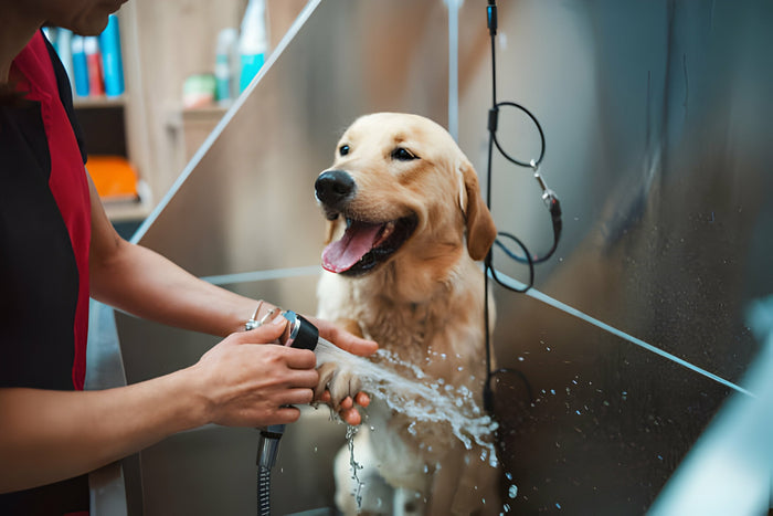 A golden retriever enjoys bath time