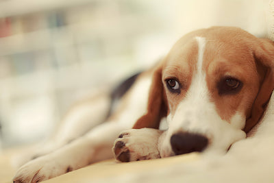 Symptoms and Causes of Chronic Kidney Disease in Dogs